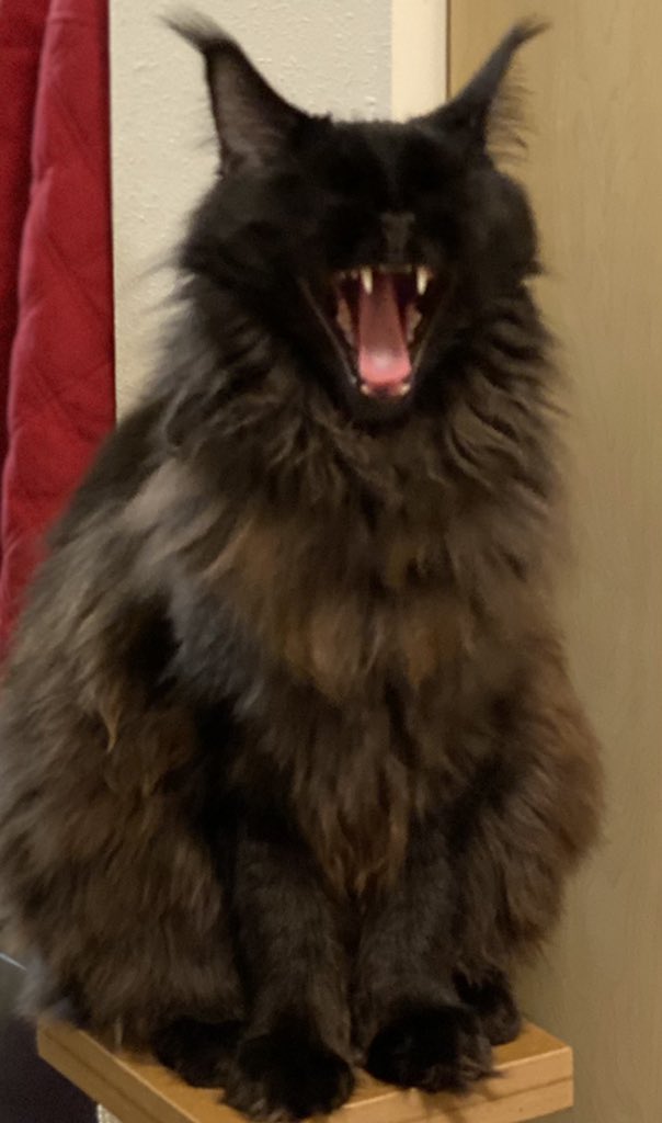 HippiePotAMust's tweet photo. @Shuff154Lea @MrDrix @justabutternut Mine is very humorous looking. Keeps me laughing all the time‼️ MaineCoons are amazing‼️ https://t.co/8oW3XaxelD