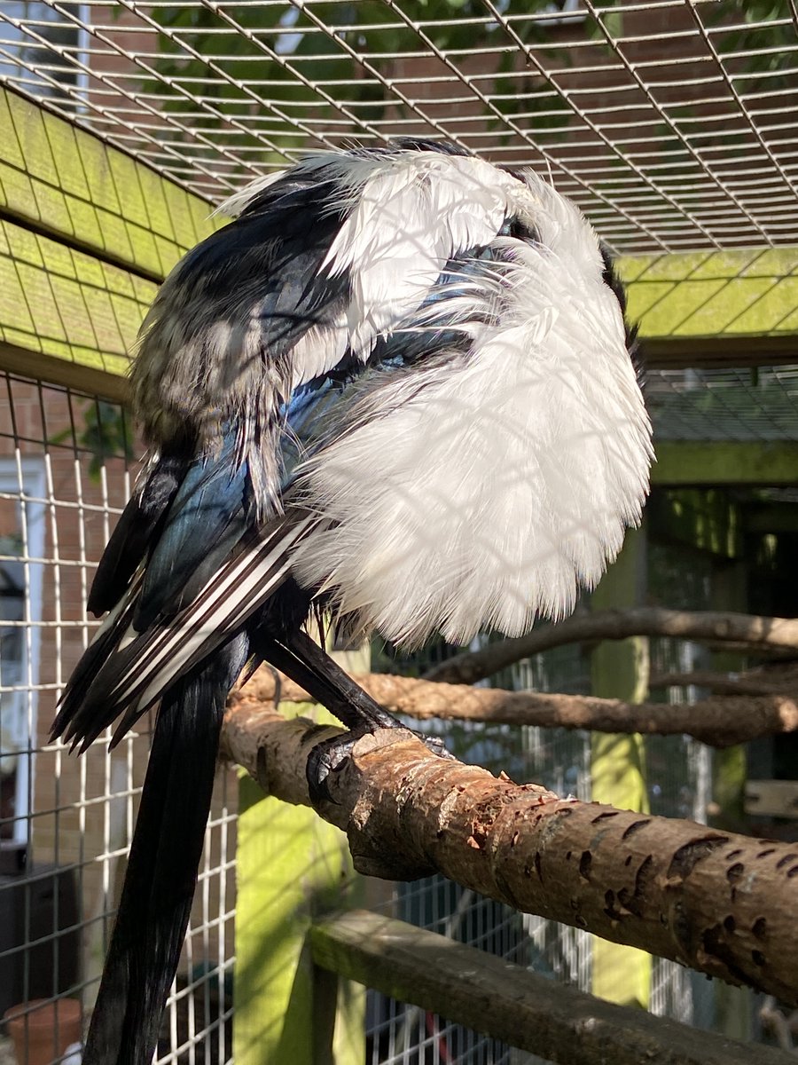 Borb mode activated