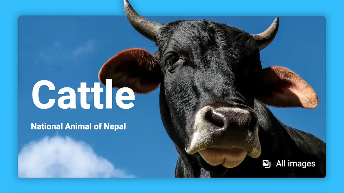 A Bing Knowledge Card displaying a cattle, the national animal of Nepal 