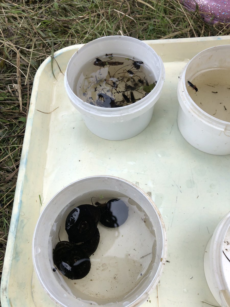 MissReidMorgan's tweet photo. More pond dipping @ShacklewellE8 https://t.co/pKtvtUYHgq