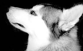 But maybe someday when my ship comes in