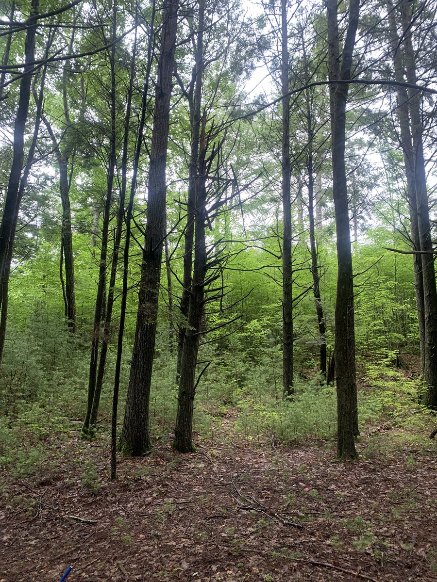 CoreyPalmer3's tweet photo. Prevalent rain apparently leads to prevalent newts observed while we scoped out potential field sites for my dissertation work. Big thank you to @Audrey_BarPlot for showing us around parts of #harvardforest https://t.co/cNWg6YQ00o