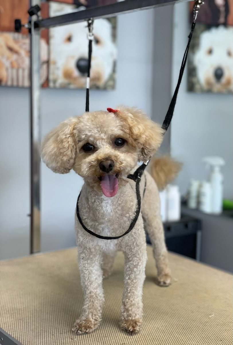 WAGSLIVERPOOL's tweet photo. #tongueouttuesday #cute #bathtime #poochon #poodle #doggrooming #dogsoftwitter #dogsofliverpool #liverpooldogs #petsofliverpool https://t.co/83pNhA3P0Z