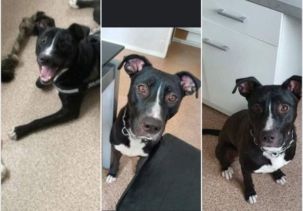 DelavegaPepita's tweet photo. 🚨🚨 ALERTE EUTHANASIE LUNDI 🚨🚨

RIO   ♂  staff lof 8 mois❤️

Ses maîtres ne peuvent plus le garder.
Cherche FA ou adoptant, se trouve sur Rouen.
⛔️ chiens
⛔️ chats. 
OK femelles en extérieur uniquement. 
Contact  Asso Instinct de Survie
S.Richer 📞 0622342016 https://t.co/QttRy0OPbX