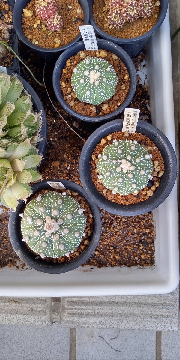 南城市 サボテン畑 日本最大級のsns映え観光情報 スナップレイス