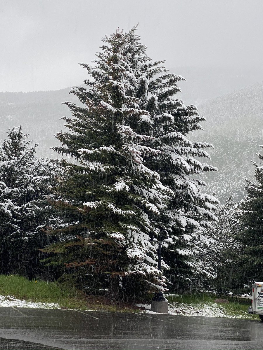 RoadToDinoMtn's tweet photo. #treetuesday #vailcolorado in June 2020. Snow in June was awesome! And I loved how you can see the direction it came in, with half the tree covered and half bare. So cool! 🌲🦖💖 #adventure #outdoors #snowinjune #roadtrip #familytime https://t.co/CMPzDlmkiU