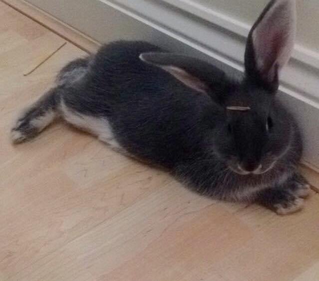 rocky_mikey's tweet photo. Bunpals dis meโs 6 years agos
#babybunpal #bunpal #rabbitsoftwitter #iwasababy #baby #housebunny https://t.co/y5PimxICYX