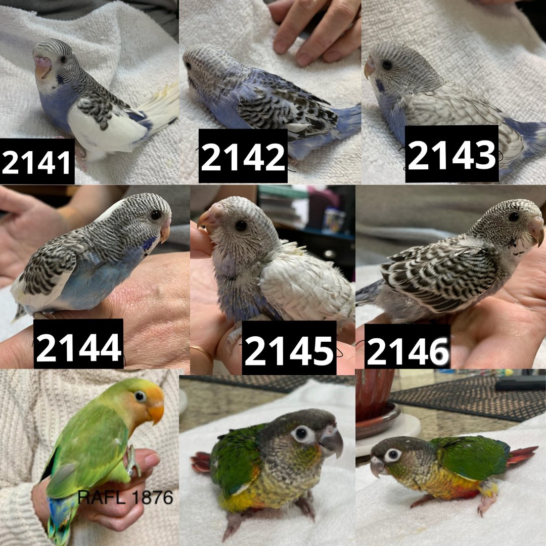 Lovebird Growth Stages