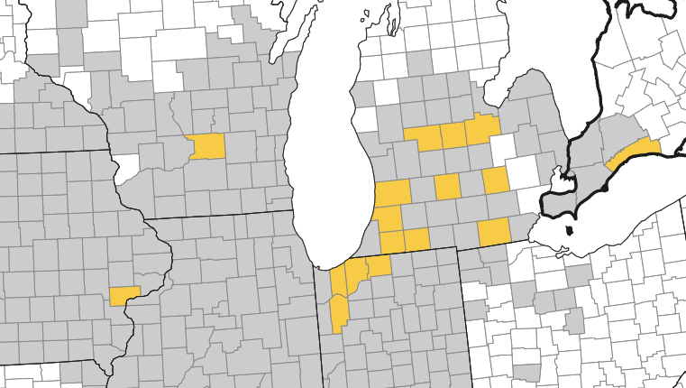 MartinChilvers1's tweet image. Tar spot easy to find in areas of MI that have had pressure in the past. All this wet weather has pushed it along. It's being found at low severity (few lesions per plant), but in some fields many plants have a lesion @DTelenko @badgercropdoc @AlbertTenuta @alisonrISU @kmbiss
