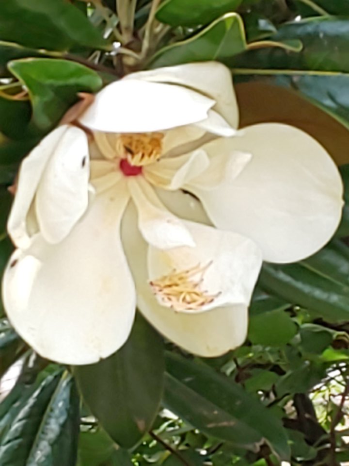 泰山木の花 泰山木の花