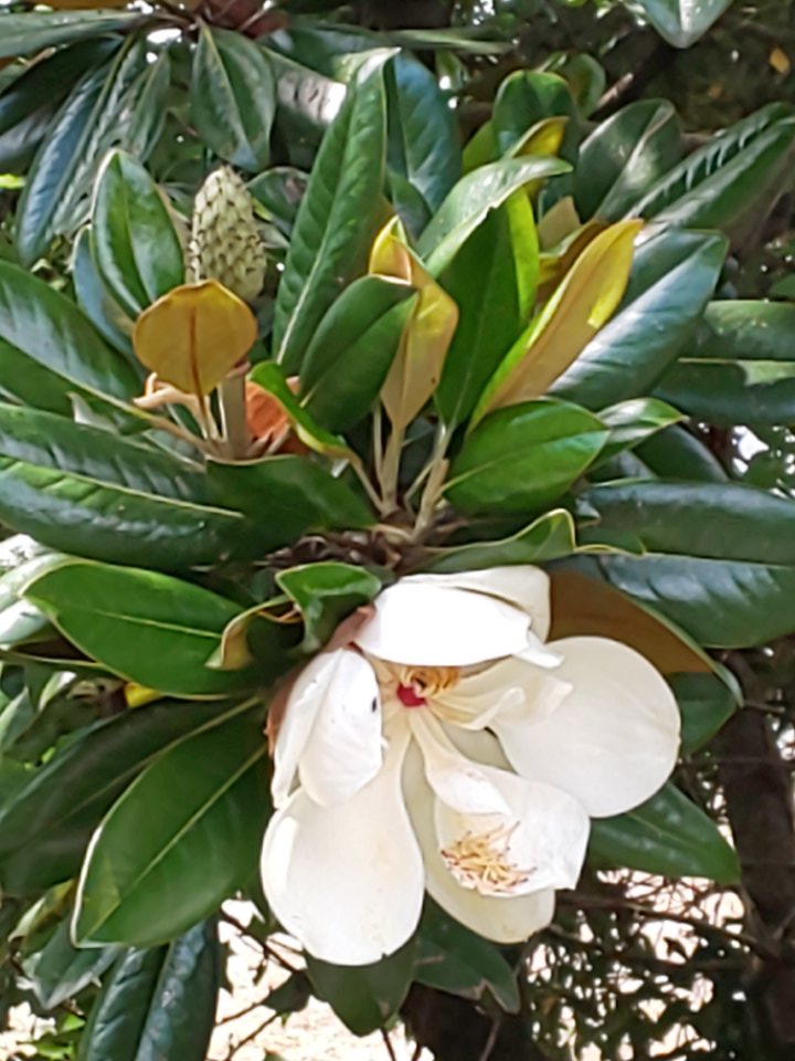 泰山木の花 泰山木の花