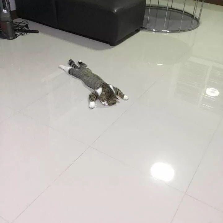 Cats for Happiness. (@joyfullcat) on Twitter photo 