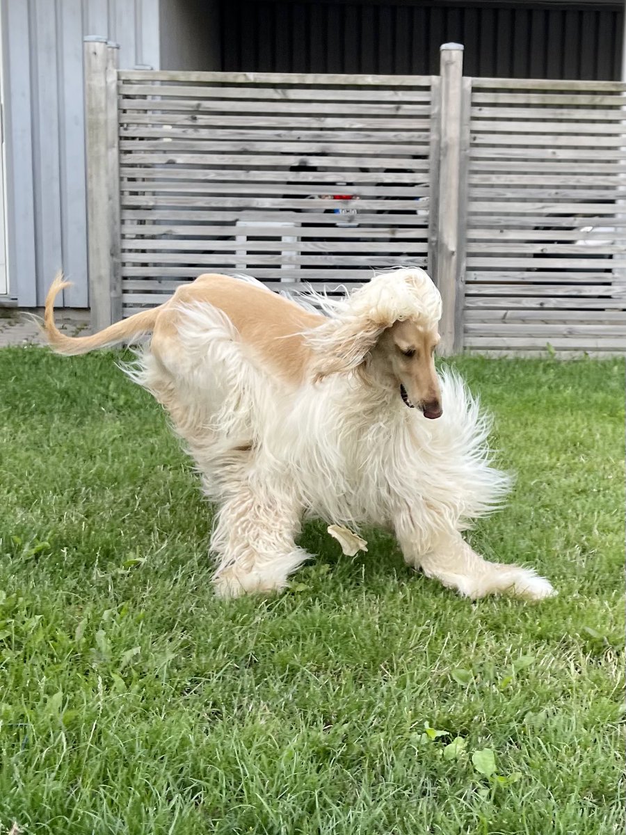 I think that it is sad that I haven’t found all of my old followers…. I have tried to find them, but I can’t remember them all….
Can you help me, by sharing this tweet? #afghanhound #dog #dogs #dogsofinstagram #dogsoftiktok #dogsoftwitter #DogsofTwitter