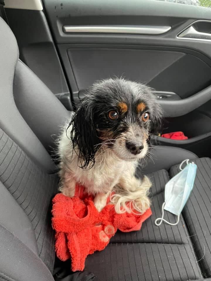 MolliePug's tweet photo. *DOG FOUND*
My husband found this dog at around 16:45 in Hedge End. If you are the owner please make contact and we will provide you details of where she is (kennels). I hope we are able to find the owner so they can be reunited 🙏 we have been to the https://t.co/TZFm6V52lq