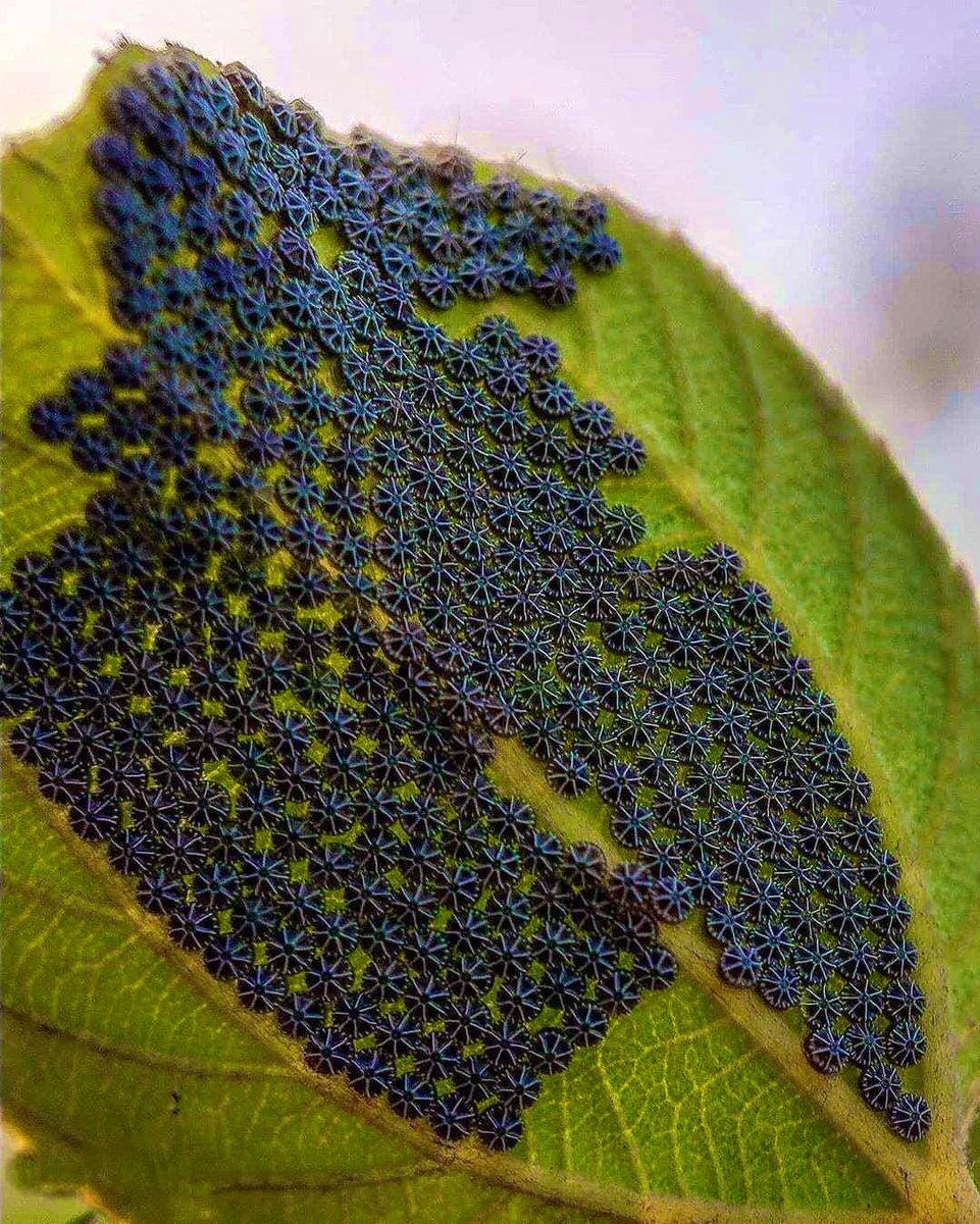 HdAnchiano's tweet photo. 🦋 Esta maravilla de ejemplo de la presencia de las matemáticas en la #naturaleza son huevos de la mariposa Nymphalis antiopa. https://t.co/CwZnjucXlM