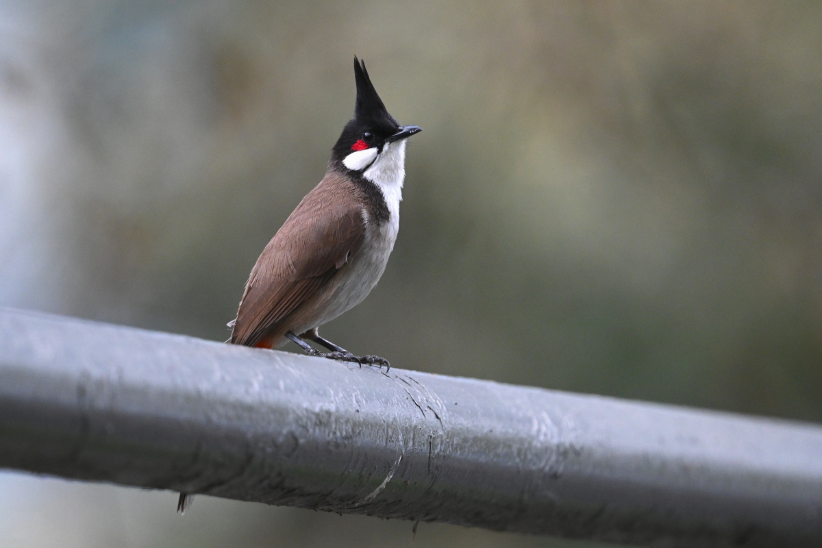 Ann "Sparrow" To tweet media