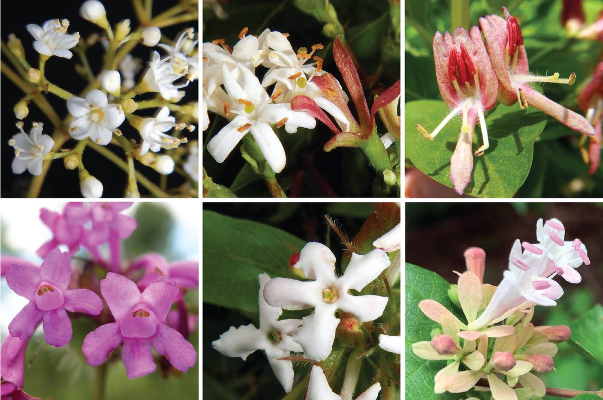 *From the upcoming #AJB Angiosperms353 special issue*
Reconstructing Dipsacales phylogeny using #Angiosperms353: issues &amp; insights
[By @ak__lee, Ian Gilman, <a href="/MansaSrivastav/">Mansa Srivastav</a>, <a href="/lerner_ariel/">Ariel Lerner</a>, Michael Donoghue &amp; <a href="/WLClement/">Wendy Clement</a>] 
bsapubs.onlinelibrary.wiley.com/doi/10.1002/aj… #botany #fossils @wileyplantsci
