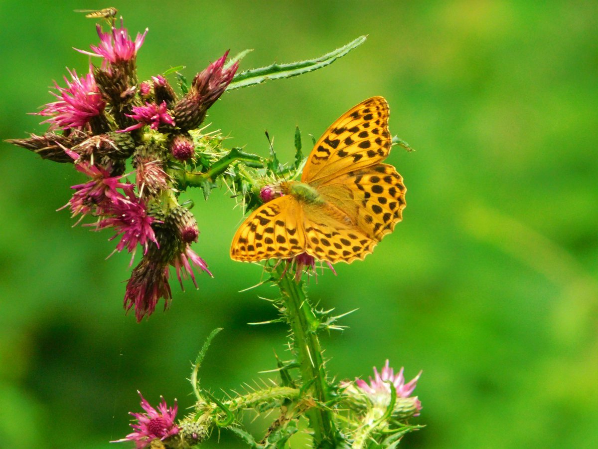 The silver-washed fritillaries were out in force in today’s sunshine - a total of 12 were found on today’s survey, plus 5 white admirals! <a href="/HantsIWWildlife/">Hampshire & Isle of Wight Wildlife Trust</a>
