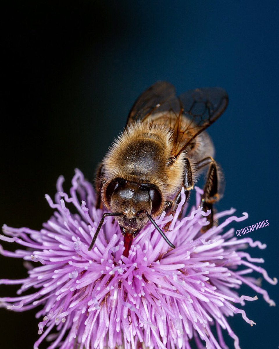 🐝 on creeping thistle flower #closeup #beeapiaries
.
Canon EOS 7D, Canon EF-S 60mm f/2.8 Macro USM, f/10.0, 1/640 sec, 100 iso,
MR-14EX II Lite
.
#CanonFavPic #creepingthistle #bee #macro #honey #nature  #bug #bees #garden #beekeeping #bienen #apiculture #honeybee #savethebees