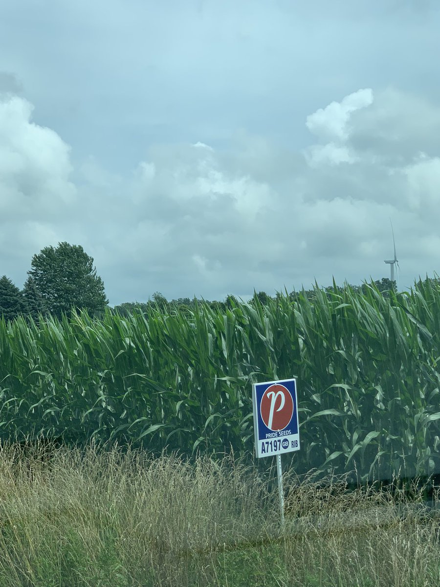 jeffh_SWAGinc's tweet photo. Beautiful looking corn in Camden.
#PRIDEinMyField @jennenfamfarm @PRIDESeeds https://t.co/uoygIGKljk