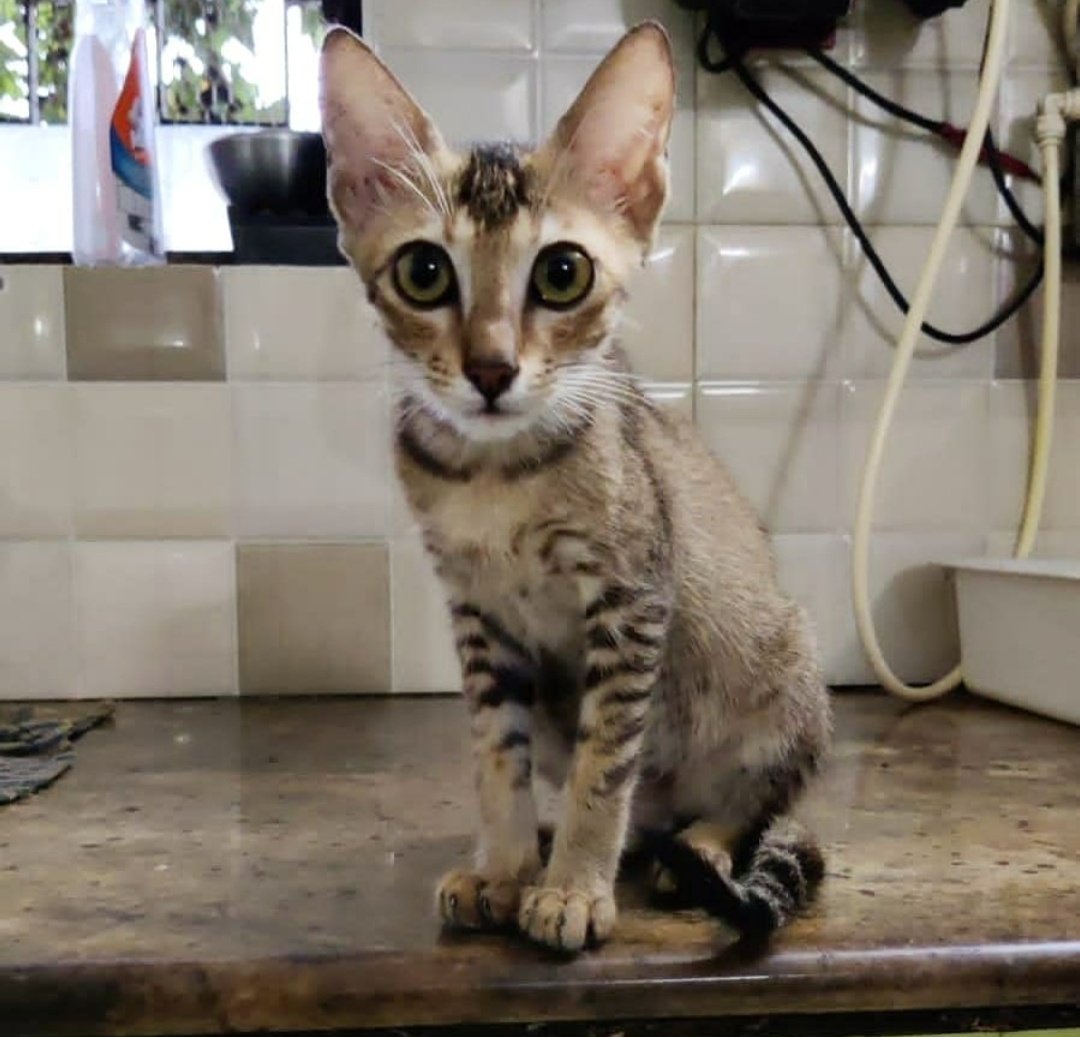 Meet Tabitha, she may look super innocent but has a whole lot of tricks up her paws! 
A naughty kid, active and playful, she will steal your heart in seconds. 

Contact 9969304594 / 9004257179
#worldforall #adoption #strayanimals #indianbreed #adoptdontshop #kitten #petadoption