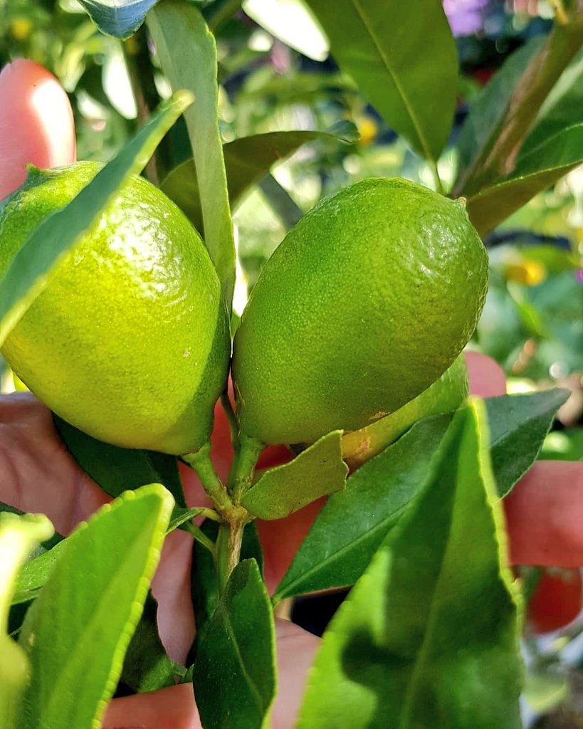 MedeniyetiTohum's tweet image. 20 Temmuz 2021 saat 21:⁰⁰ a kadar bu twete RT eden 2 takipçimize lime kuat  fidanını  çekilişle  hediye ediyoruz.🐞