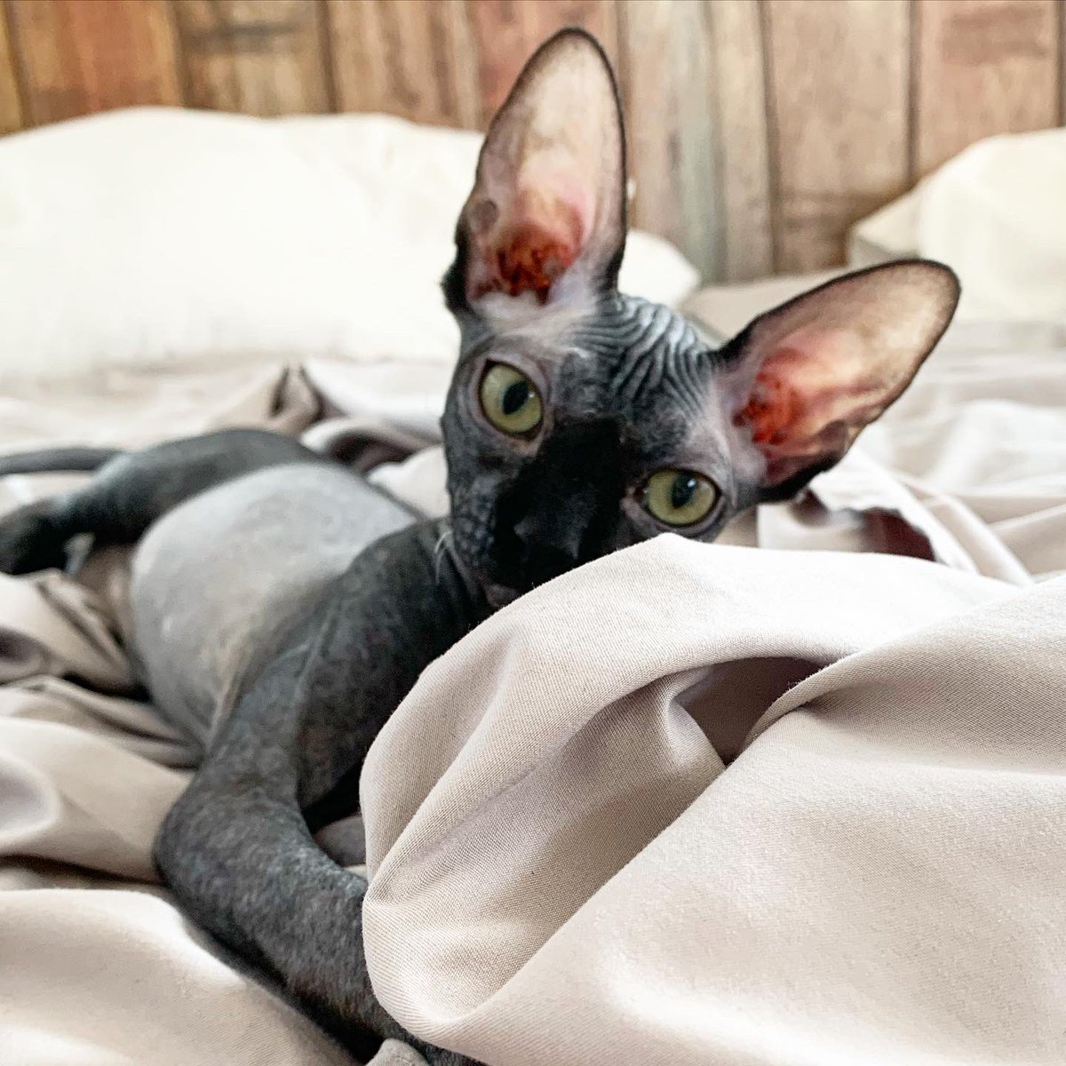 Sask_Nama's tweet image. Entering our beautiful Luna into the @petvalu #PVCastingCall2021 . This is one of my favourite pictures of her.