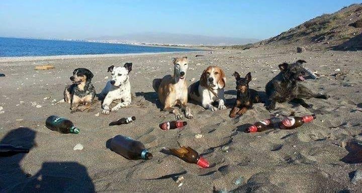 POR FAVOR PERROS EN LAS PLAYAS ¡NO! Que son muy guarros... 😏