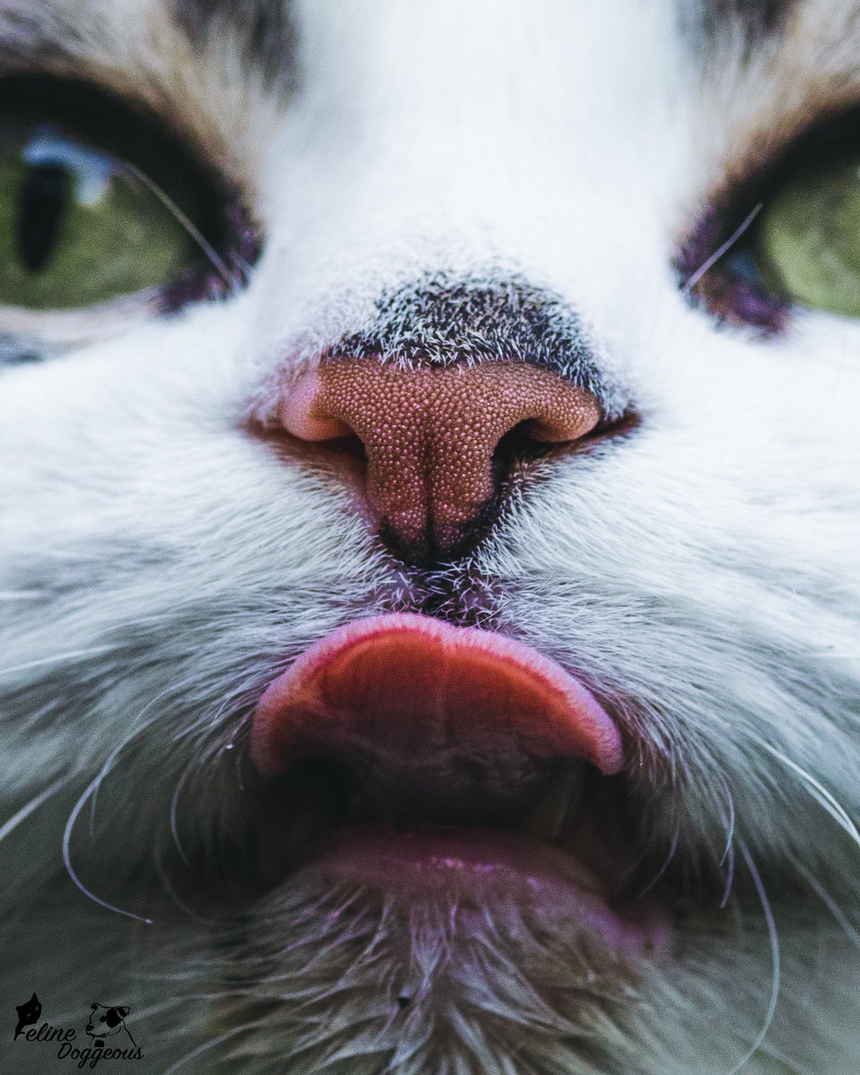 My absolute favourite image ever of my cat Misty to celebrate #PortfolioDay 

#ragdollcat #catsoftwitter #catnose #macrophotography #boop #animalphotography