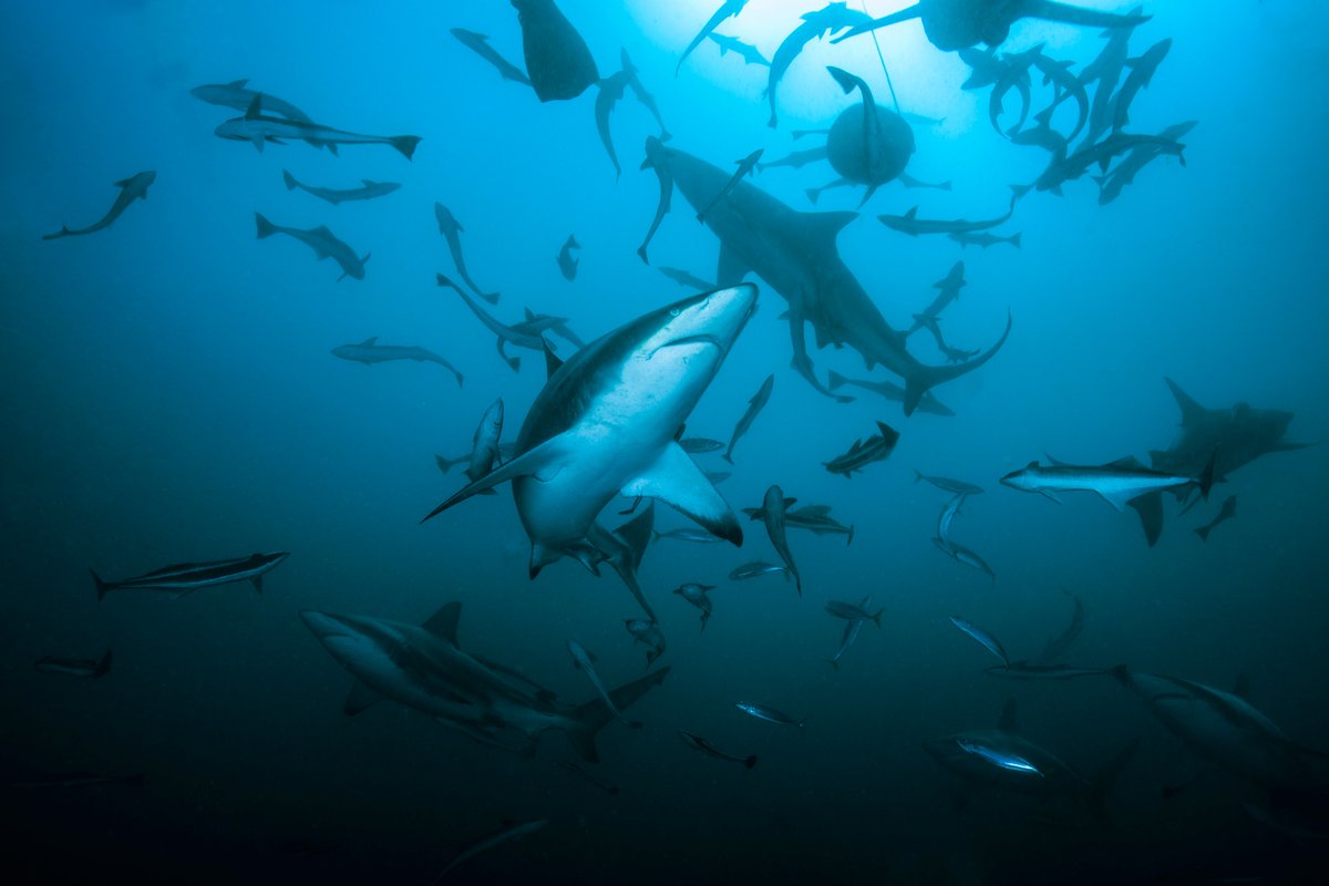 NOAAFisheries's tweet photo. Q: Which sustainably managed shark would qualify for the #USA #Olympic gymnastics team? 
A: The Blacktip shark! They're known for their dramatic jumps and spinning leaps out of the water before crashing back into the ocean. https://t.co/Ey1WKeSfDs #KnowSharksBetter #SharkWeekNOAA https://t.co/xrr7jMINb3