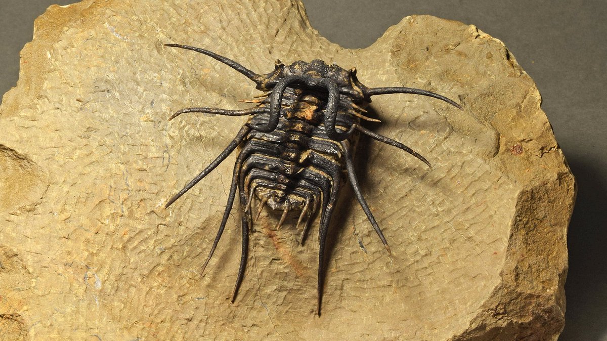 geocappiello's tweet photo. #13July #13Luglio 2021
Dicranurus monstrosus (Barrande,1852)
7 x 7.6 cm long
Lower Devonian
Morocco ๐ฒ๐ฆ
via tresorsdutemps
#Trilobites #TrilobiteTuesday #Fossils #FossilFriday #FossilADay #Paleontology #Devonian #Morocco https://t.co/XWdKoNSMb3