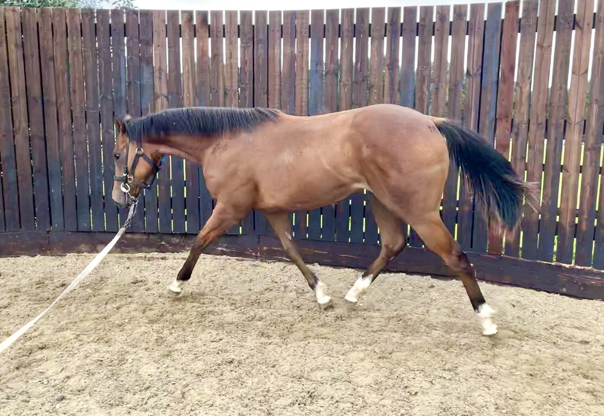 wickhamwicks's tweet photo. It’s not all about the boys! This Twilight Son ex Private View filly holds her own as the only filly in our @GoffsUK draft! She has thrived over the last 2 weeks with an excellent work ethic, easy mover on the lunge and you need to step out to keep up with her walking! #Salestime https://t.co/CKvhz8O8Ij