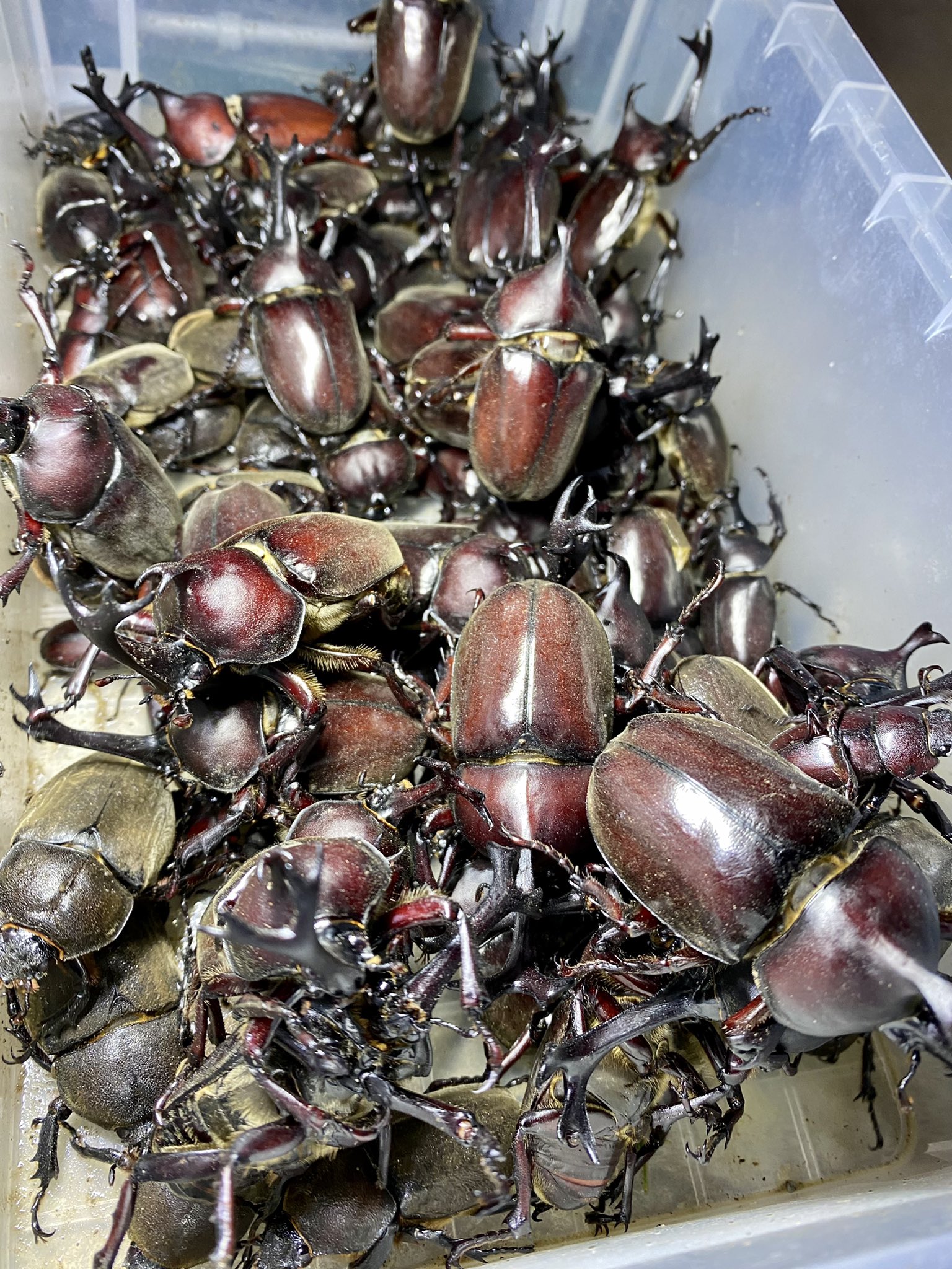 ★昆虫採集★虫取り網★最長７ｍ１２ｃｍ クワガタムシ・カブトムシの採集に！捕虫網 ☆昆虫採集☆虫取り網☆最長5m33cm クワガタムシ