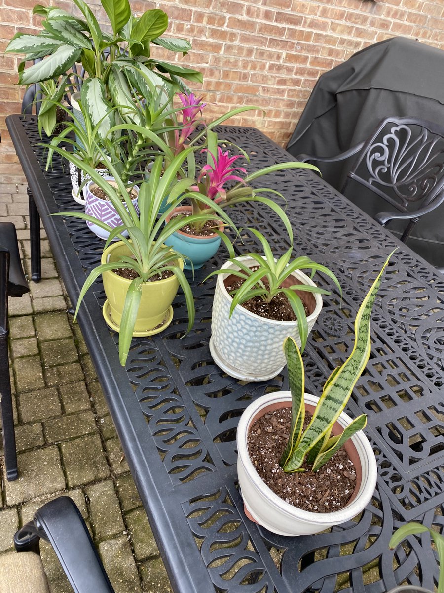 ContraryMary's tweet photo. Don’t worry, dear plants; I won’t forget you. You’re making the move with the rest of us. https://t.co/GLTDbO73VQ