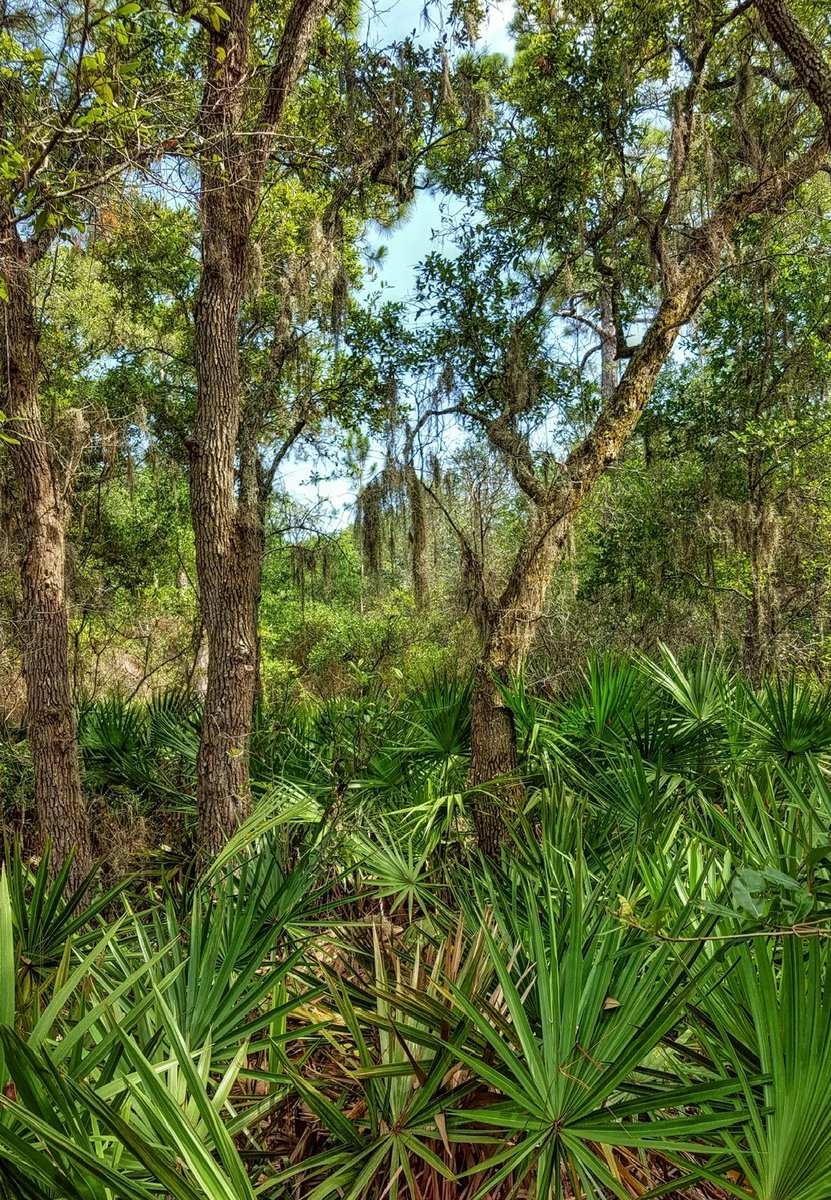 SparksCooks's tweet photo. From a nature walk at Bon Secour National Wildlife Refuge, Gulf Shores, AL.
#nature #NaturePhotography #hiking #exploring #BonSecour #NWR #WildlifeRefuge #GulfShores #Alabama https://t.co/kZTk6dMF6V