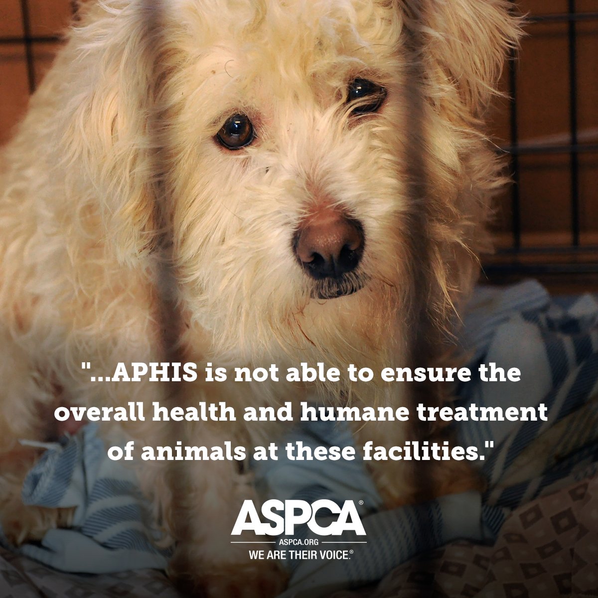Aspca An Audit Released Friday Found Serious Problems With Usda Aphis Oversight Of Commercial Dog Breeders The Usda Is Asleep On The Job While Dogs Are Suffering Sign Our Petition Aspca An Audit Released Friday Found Serious Problems With Usda Aphis Oversight Of Commercial Dog Breeders The Usda Is Asleep On The Job While Dogs Are Suffering Sign Our Petition
