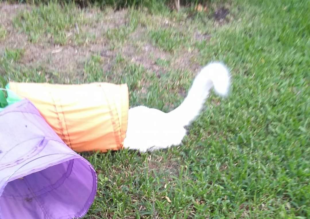 Land shark.... commonly recognized by the the high curved tail ....
#sharkweek #landshark