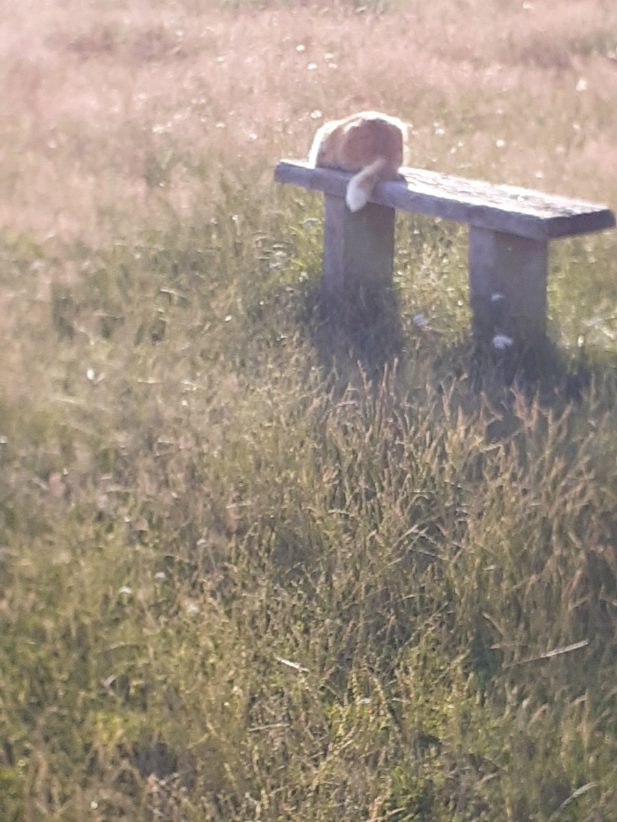 Cycle round #doxeymarshes didn't see the cows 🐄 the grass is quite high so may be hidden. Did see a cat 🐈 tho.