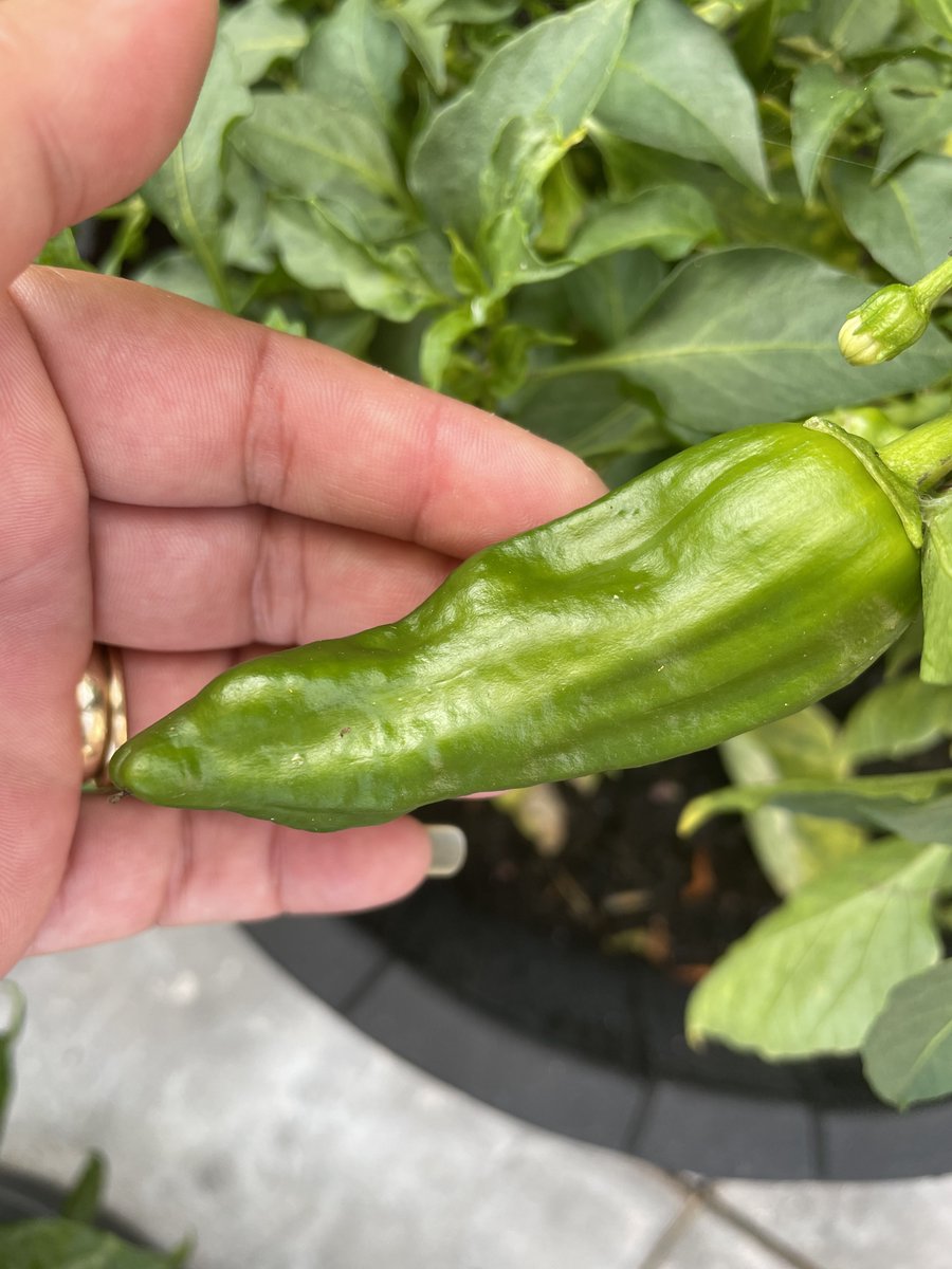 ChillieQueen's tweet photo. Big Jim’s coming along nicely 🌶 #igrowhotpeppers #gardening #chilligrower https://t.co/Rdo2NMH6nQ