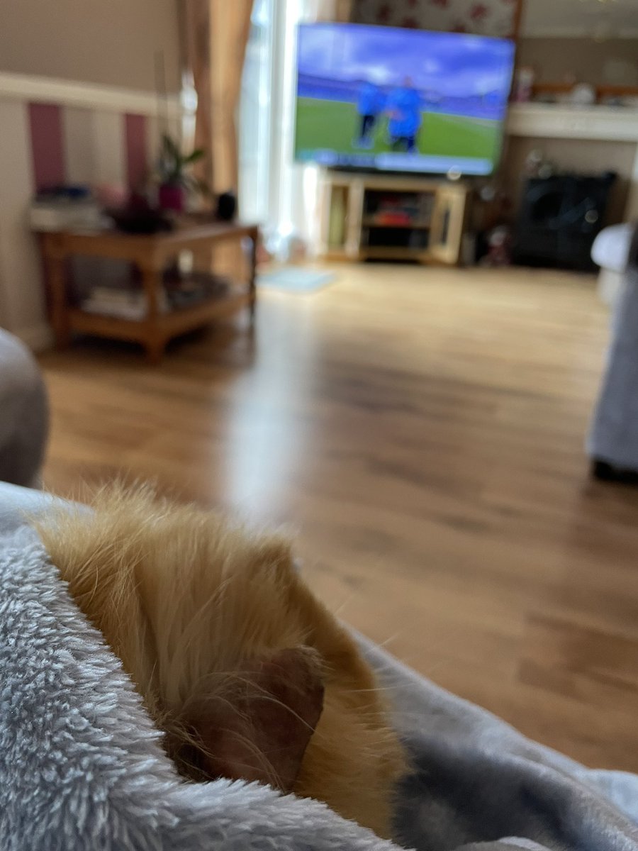 Teddy Bear having snuggles and watching the cricket! @PetsatHome #pets #guineapigs #guineapig #englandcricket #Engpak
