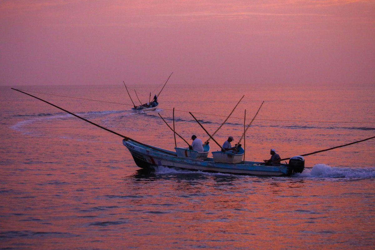 CausaNatura's tweet photo. De 2019 a 2020 aumentó un 263% el número de beneficiarios de #SubsidiosPesqueros debido a que ahora se entrega únicamente #Bienpesca directamente a las y los pescadores: una transferencia anual de $7,200 pesos 💰🐟.
Descubre más en #PescandoDatos 👉https://t.co/wBjhxtRMID https://t.co/wccknU8m7V