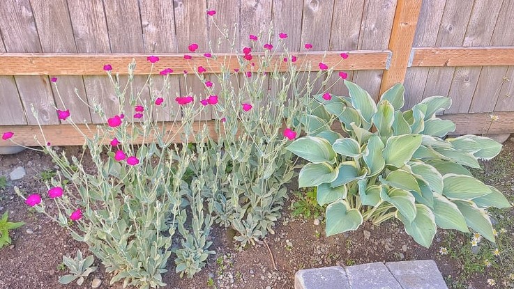 LovelyEarthS's tweet photo. The rose campion and hosta are really starting to look nice and full. When the Rose Campions are not as fully blooming, then the hosta flowers will take over for the hummingbirds.
#rosecampion #HummingbirdFlowers #Hosta #FlowersOnTuesday #LovelyEarthSociety https://t.co/tmUhMyDkQh