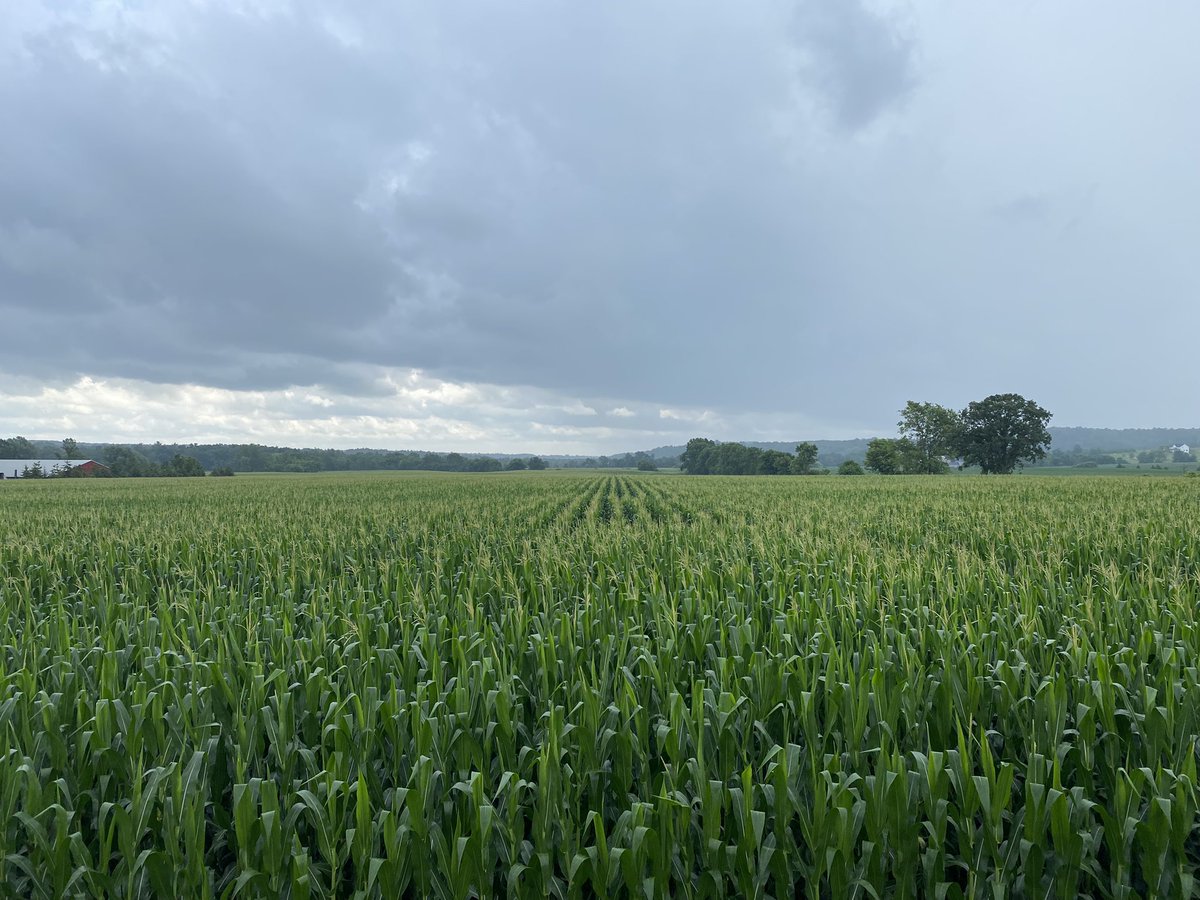 Kyle Smith (@playbyplay21) on Twitter photo Making calls with <a href="/RussHuber6/">Russ Huber</a> and we come across this field of fully tasselled corn #someonehadtobefirst Making calls with <a href="/RussHuber6/">Russ Huber</a> and we come across this field of fully tasselled corn #someonehadtobefirst
