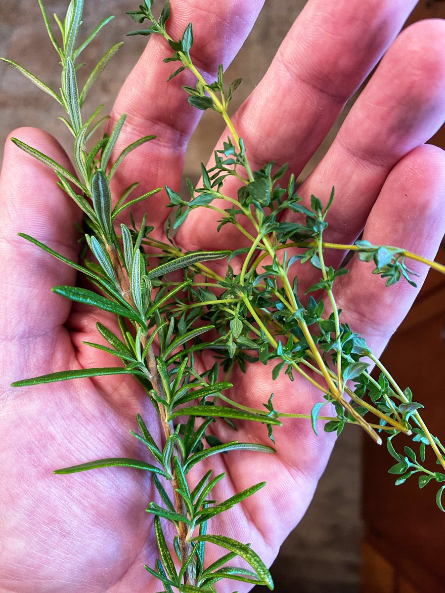nagolrehsifmrtx's tweet photo. I consider it a small luxury to grow your own herbs for cooking 🍃 🪴 #rosemary #thyme #foodphotography #herbsandspices #guysthatcook https://t.co/88J1JZXUEM