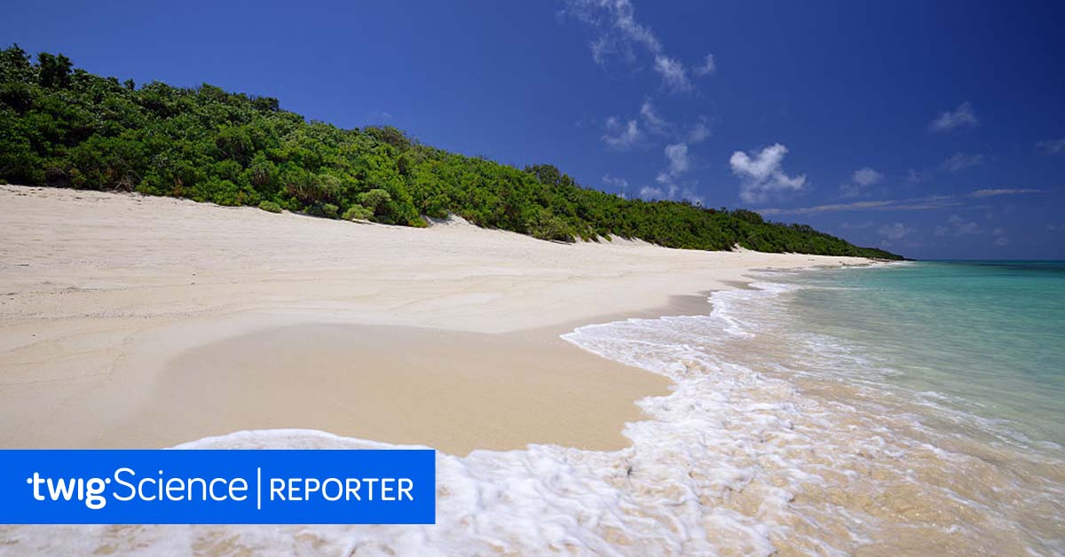 TwigScience's tweet photo. 🏖 Heading to the beach this summer? Make it a learning opportunity with five interesting facts about beaches! Learn more:https://t.co/GKWktUUYTP #TwigScienceReporter #STEMlearning https://t.co/GpFzVbBKuP