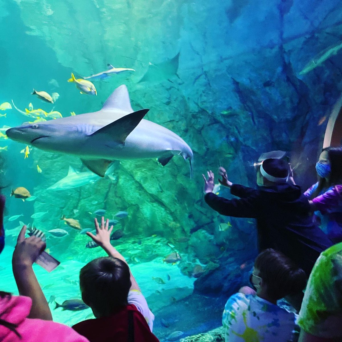 ms_murray19's tweet photo. Field Trip to the Aquarium at Union Station in St. Louis. I love giving my students experiences they normally wouldn’t have! https://t.co/HkqMYbMH9l