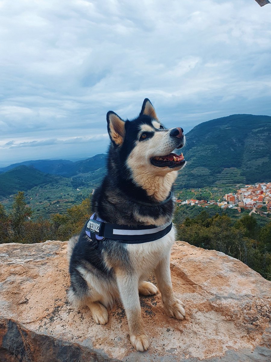 fxckyoumore's tweet photo. 🆘

Lluna se ha escapado del campo de mis suegros (Elche). Lleva un arnés lila (si no se lo ha quitado) con el número de teléfono y el nombre. Tiene chip. Porfa, ayudadnos a encontrarla. Es muy cariñosa y se deja coger. 

RT para encontrarla 🙏😭. https://t.co/ChJc3YHKAc