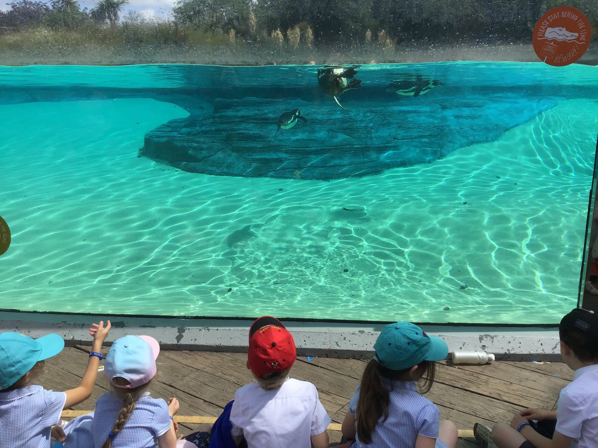 I think the penguins stole our hearts today 🐧🐧🐧🐧. We could have watched them all day!