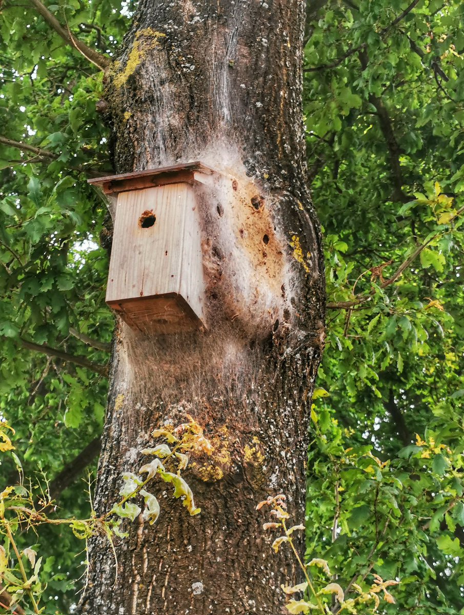 #eikenprocessierups bouwt nest bij zijn natuurlijke vijand de #koolmees 🤔
In het hol van de leeuw ?