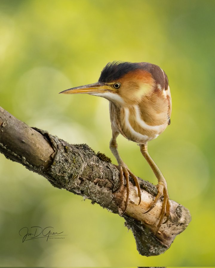 ImageWenn ein Vogel verärgert ist